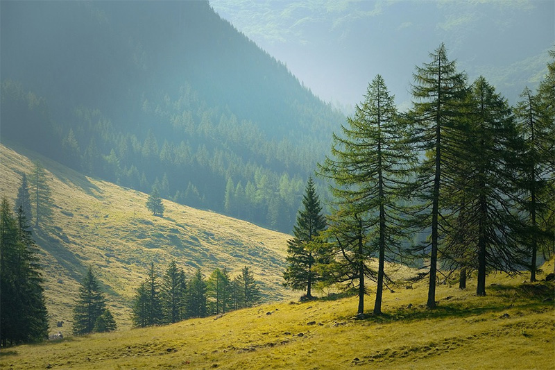 Mountainous forested hillside with some open grass.