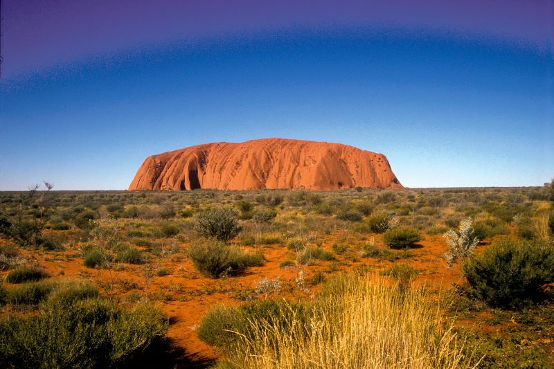 Australian red desert with shrubs showing the rock Uluru in the background.