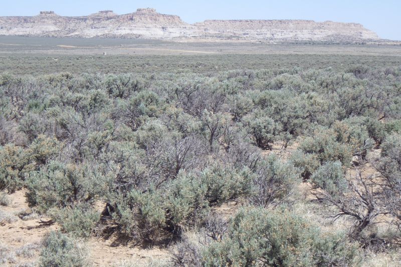 Sagebrush field with short brown rock formations in the background.